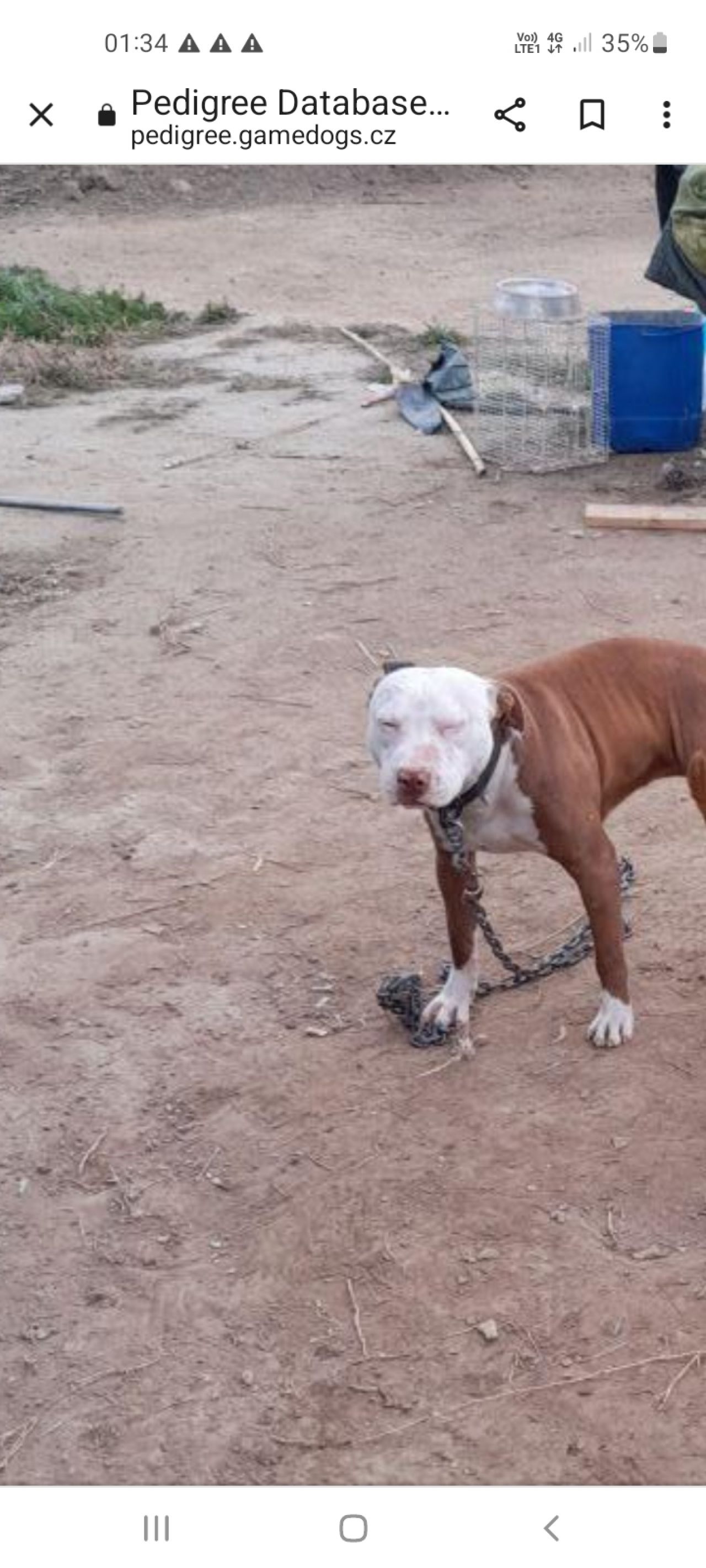 Photo of the dog