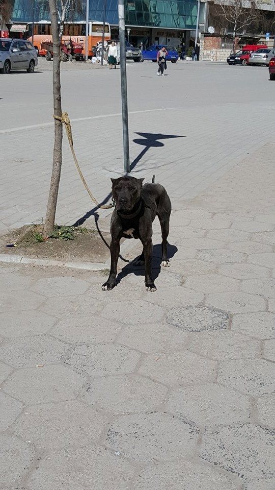 Photo of the dog