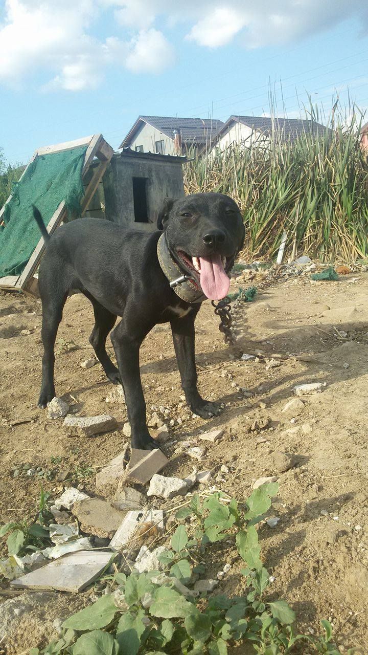 Photo of the dog
