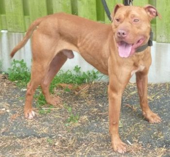 Photo of the dog