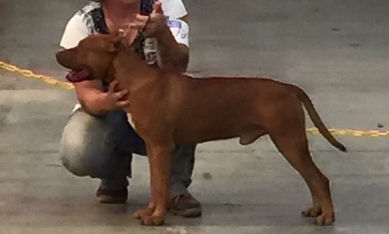 Photo of the dog