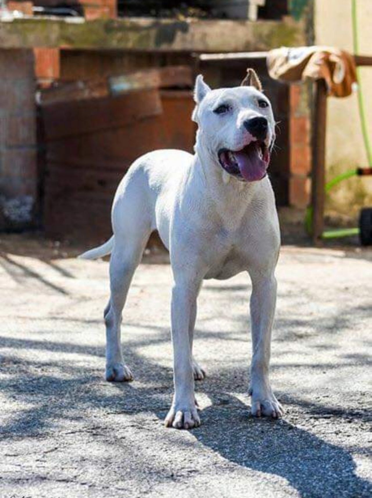 Photo of the dog