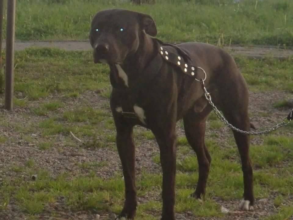 Photo of the dog