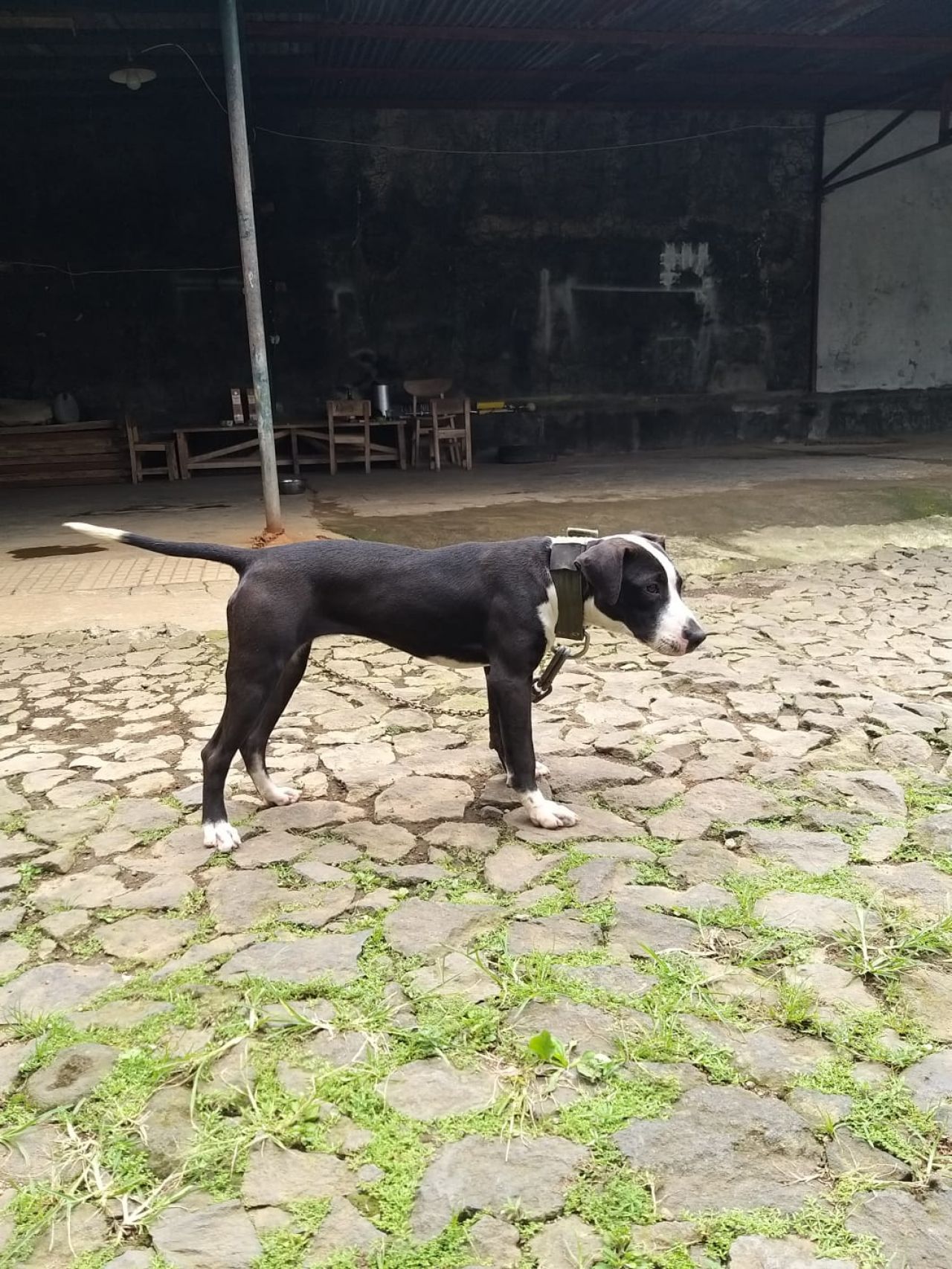 Photo of the dog