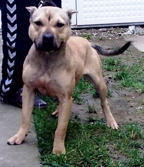 Photo of the dog