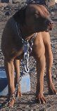 Photo of the dog