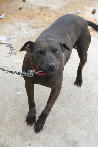 Photo of the dog