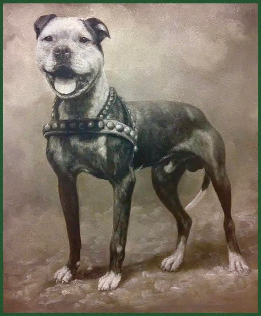 Photo of the dog
