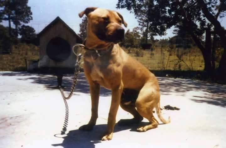 Photo of the dog