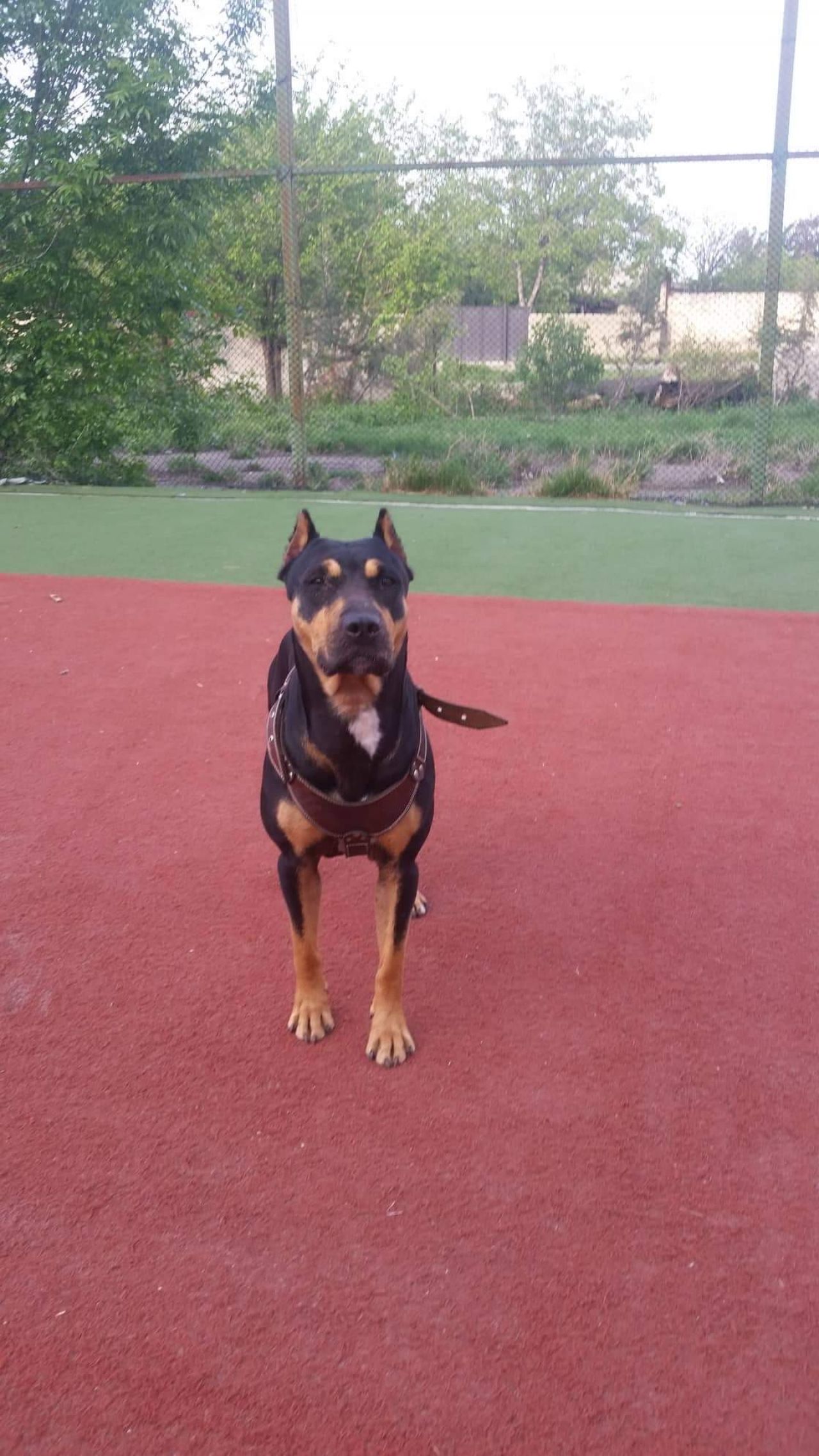 Photo of the dog