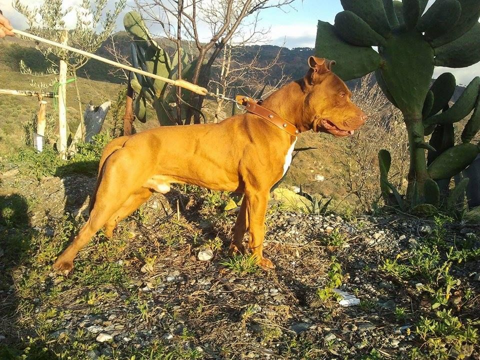 Photo of the dog