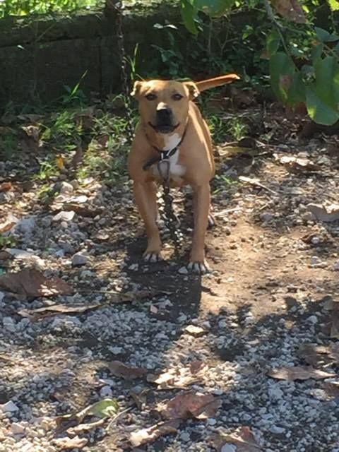 Photo of the dog