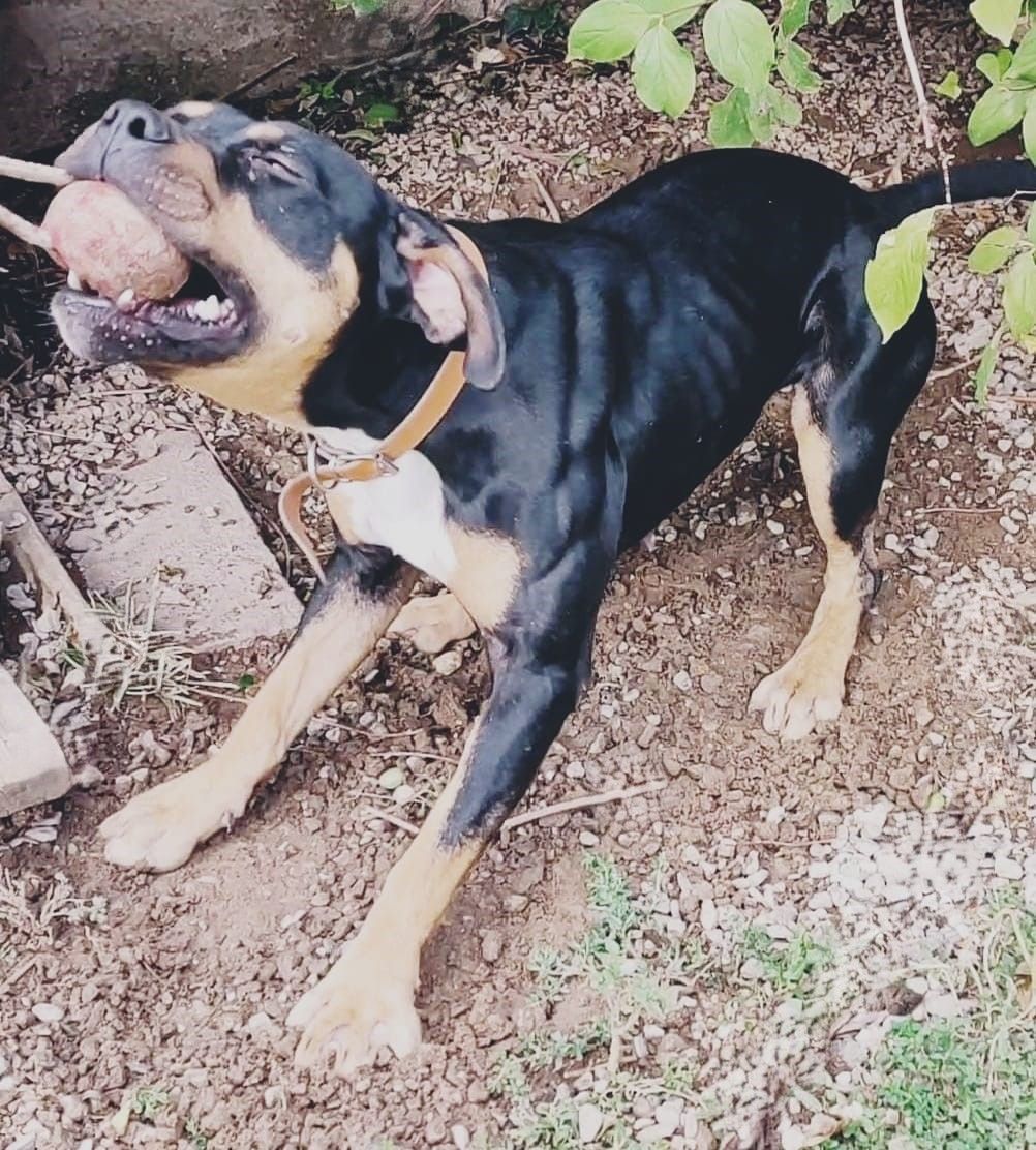 Photo of the dog