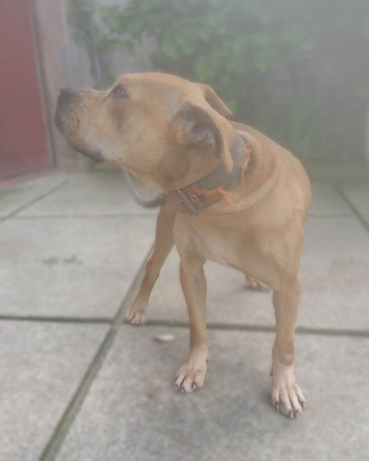 Photo of the dog