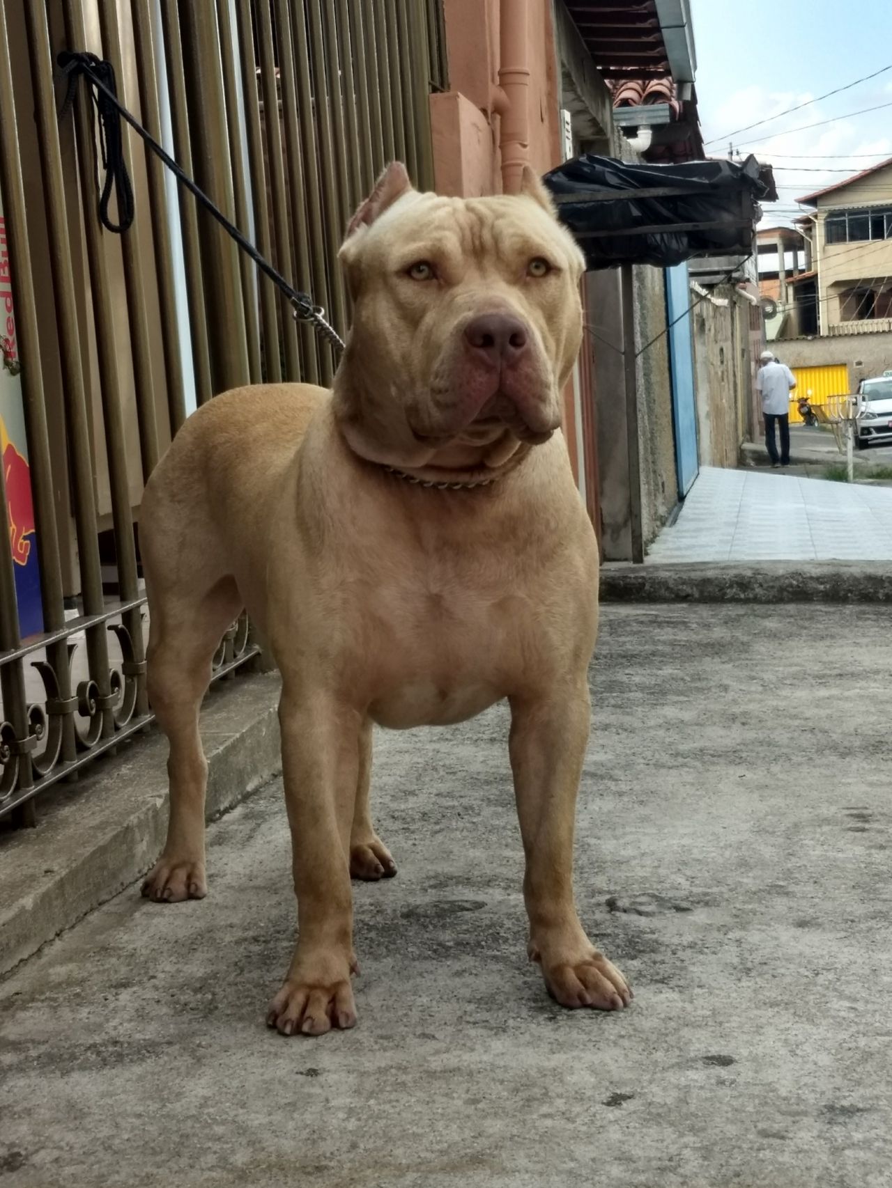 Photo of the dog