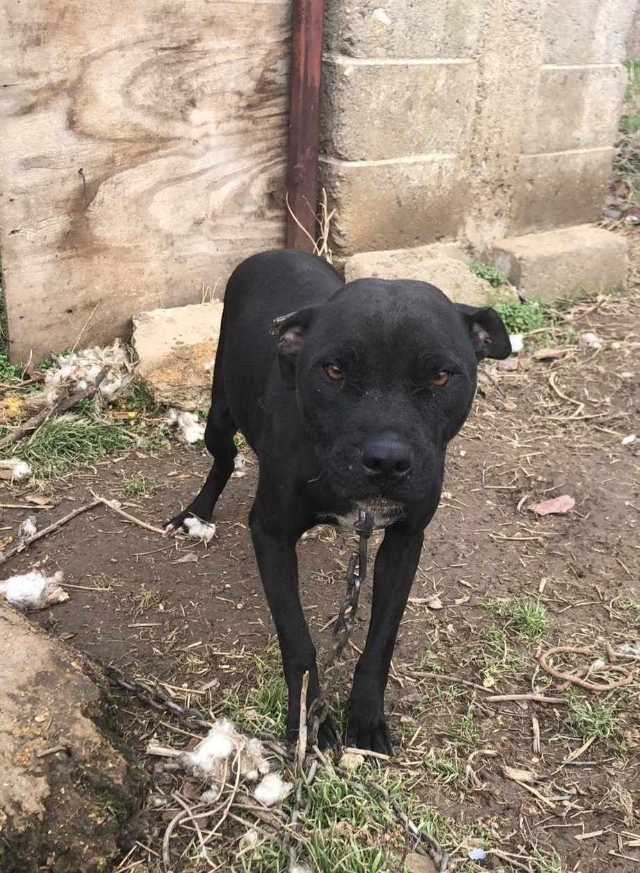 Photo of the dog
