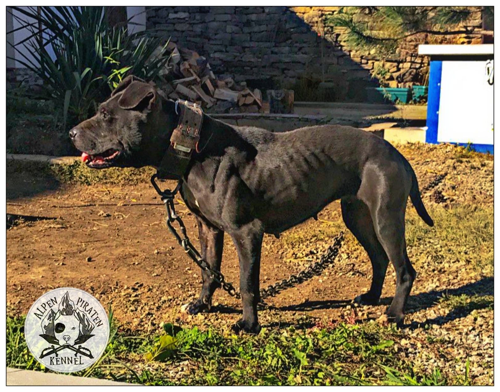 Photo of the dog