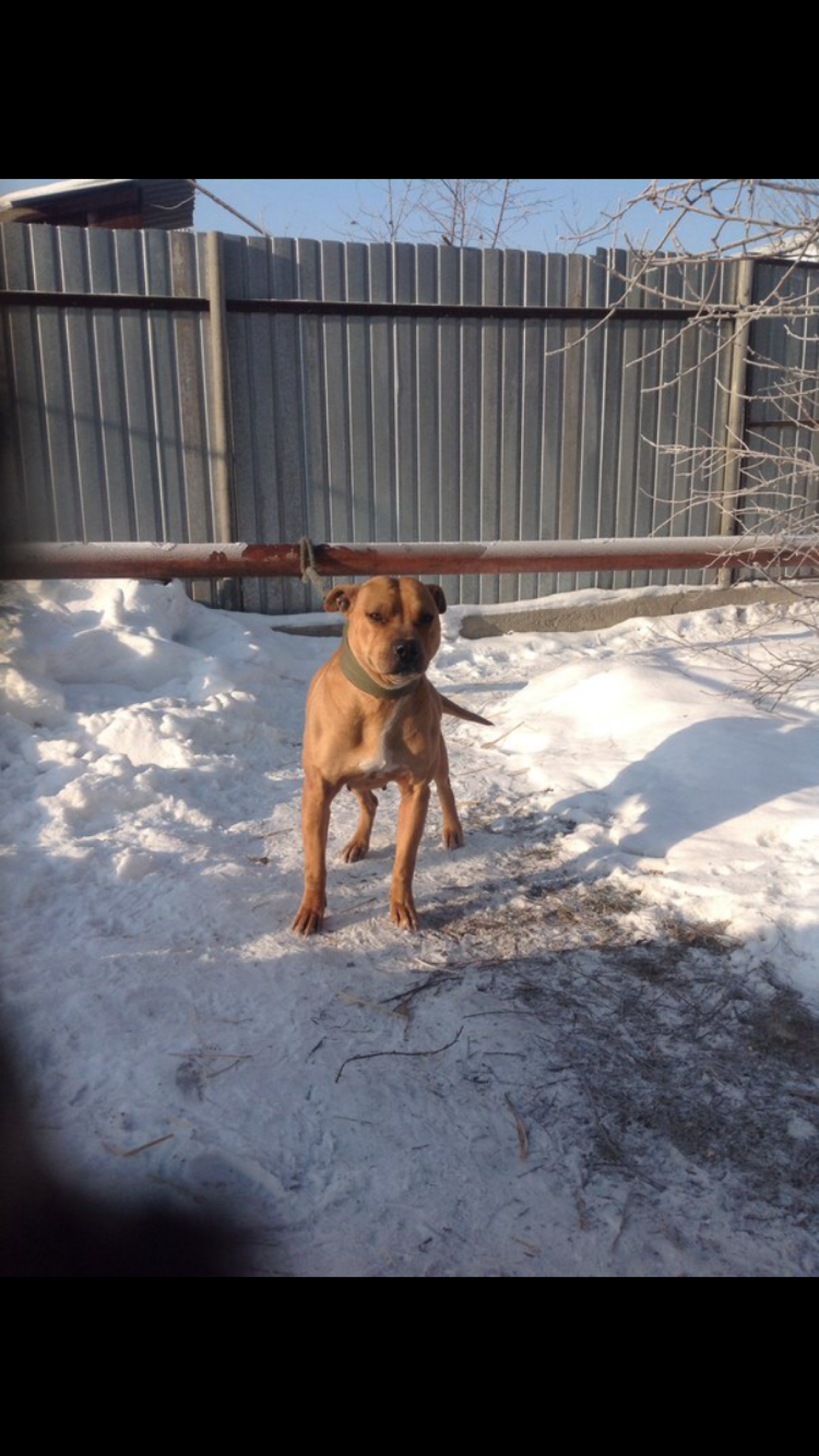Photo of the dog