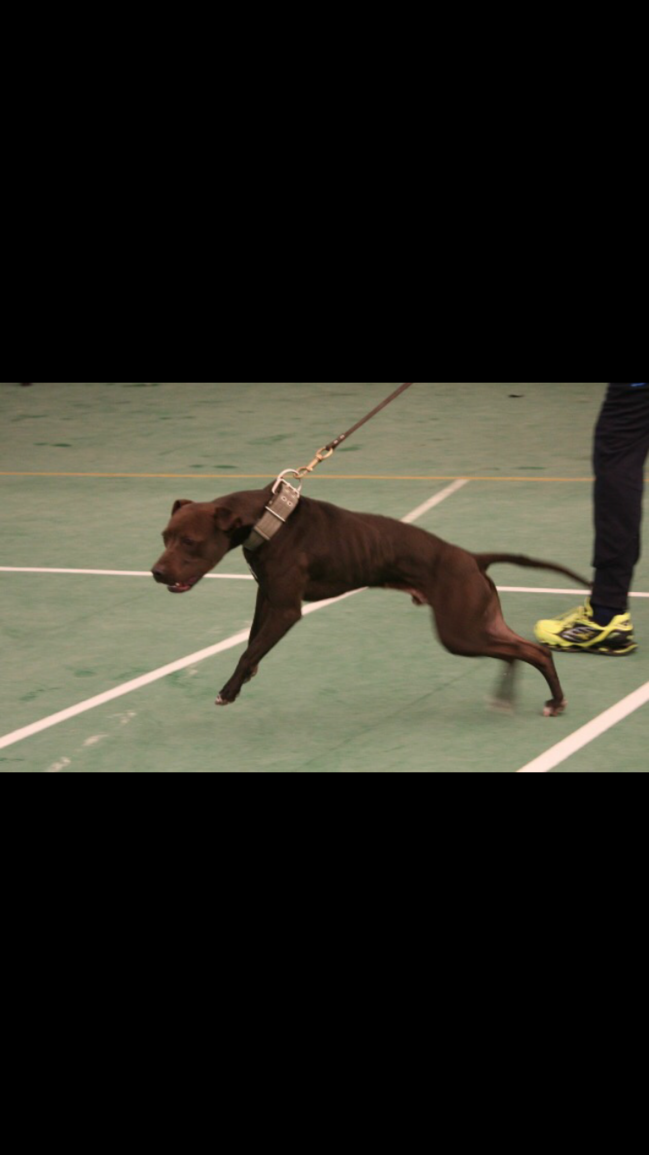 Photo of the dog