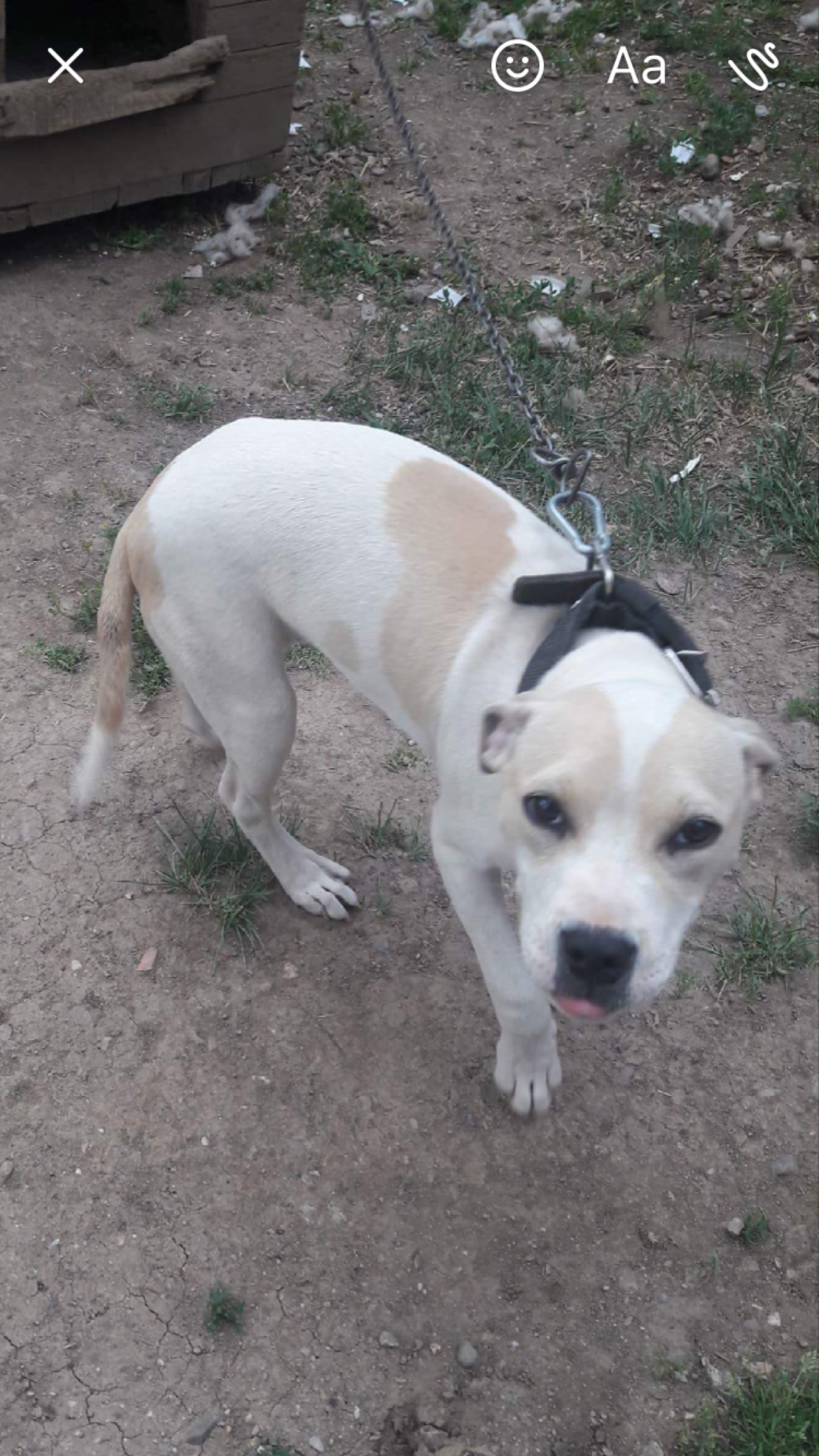 Photo of the dog