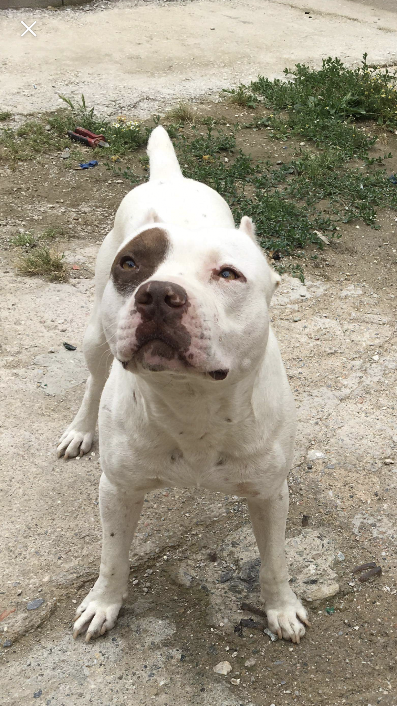 Photo of the dog