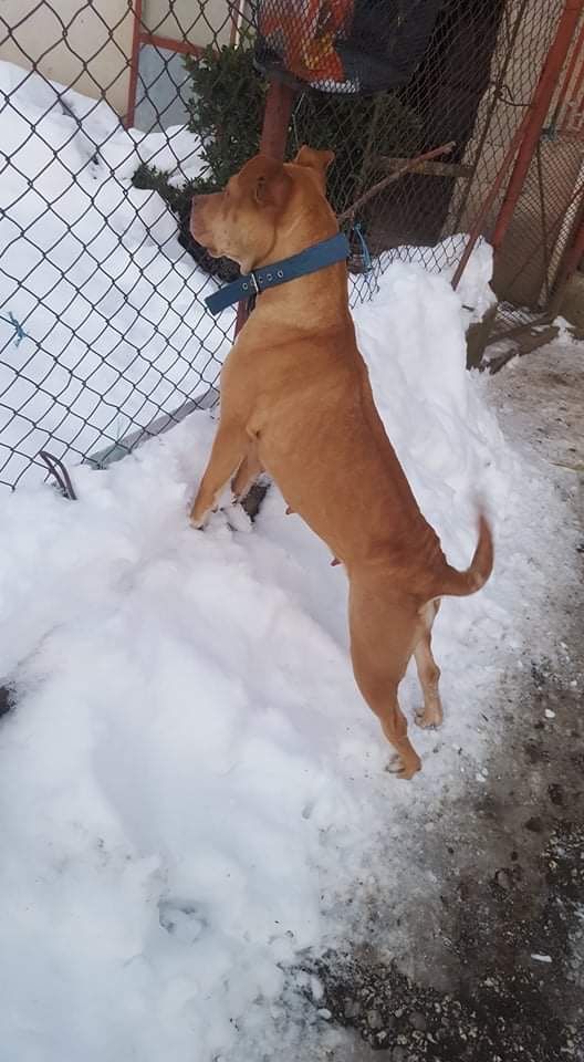Photo of the dog