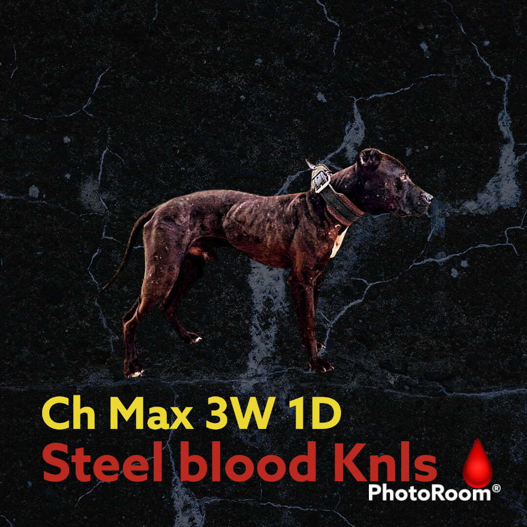 Photo of the dog