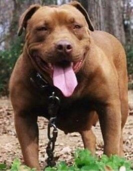 Photo of the dog