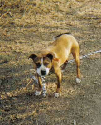 Photo of the dog