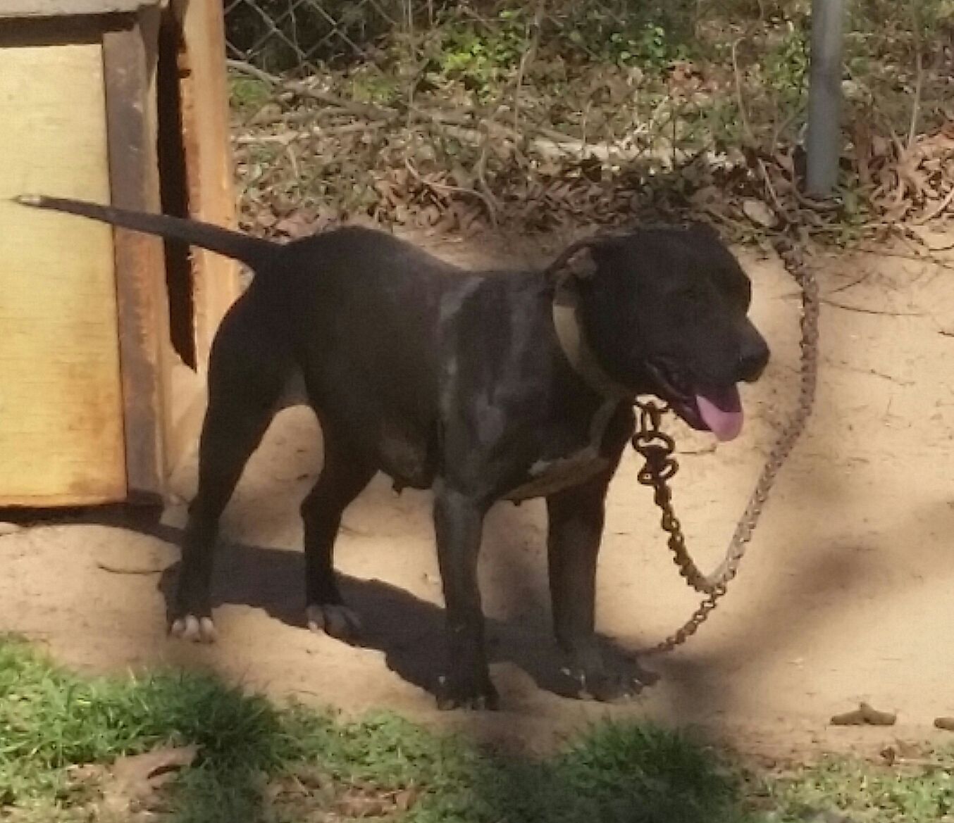 Photo of the dog
