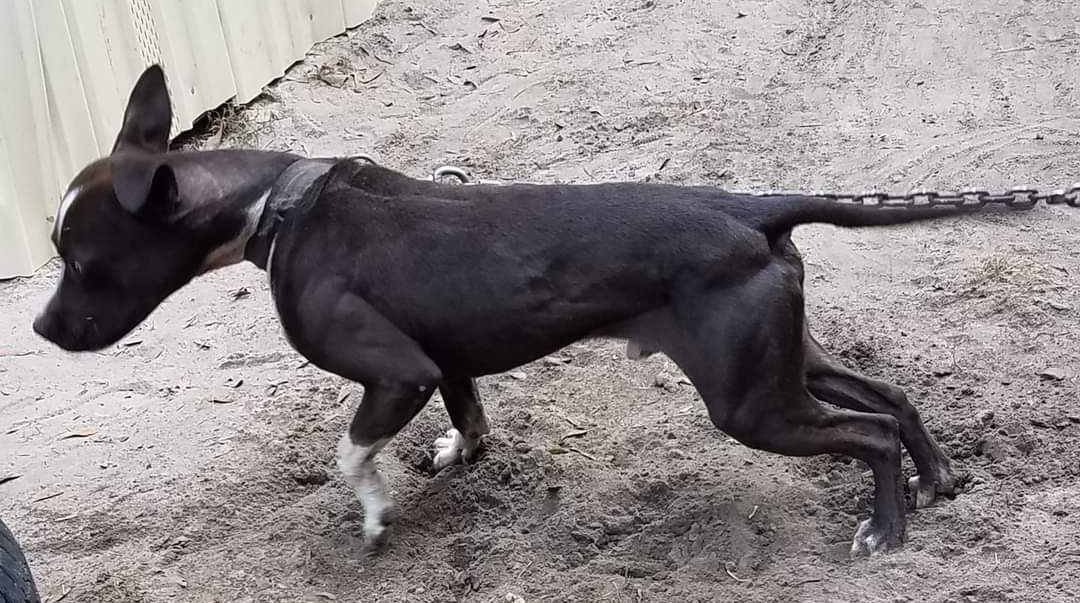Photo of the dog