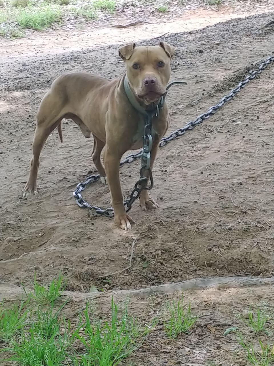 Photo of the dog