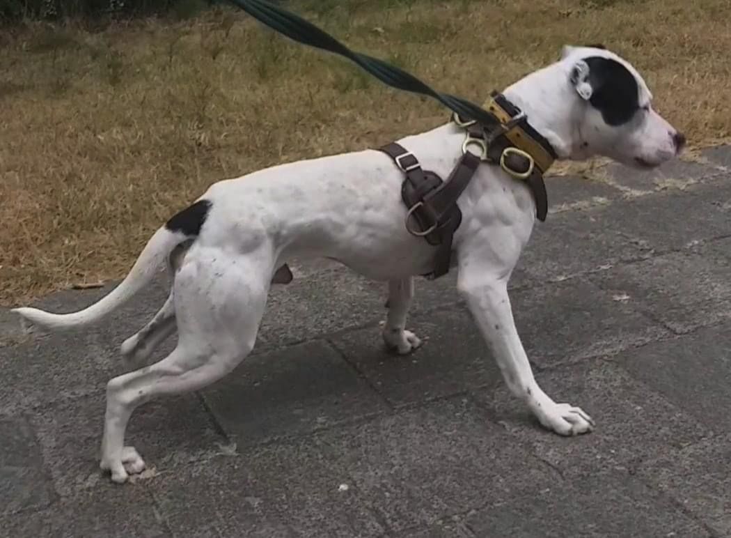 Photo of the dog