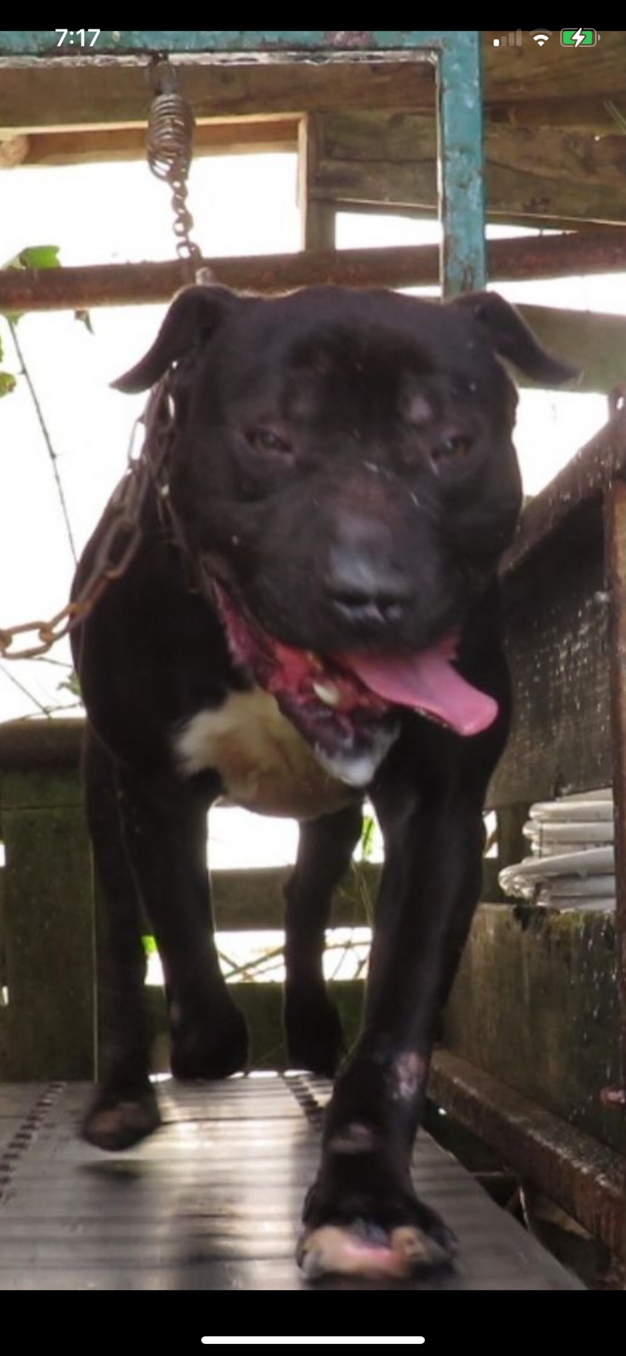 Photo of the dog