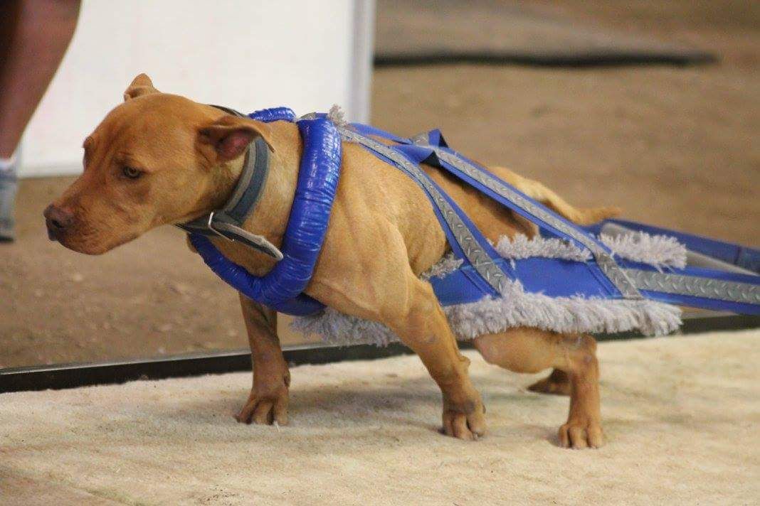 Photo of the dog