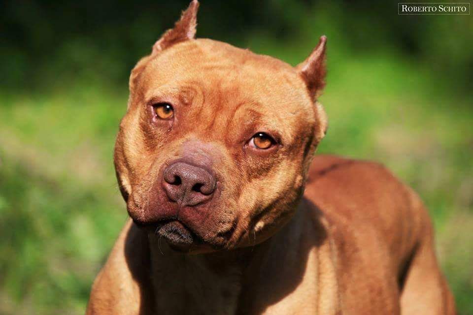 Photo of the dog