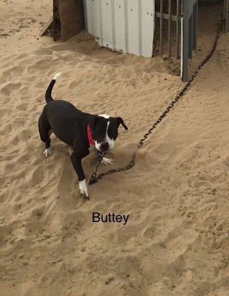 Photo of the dog