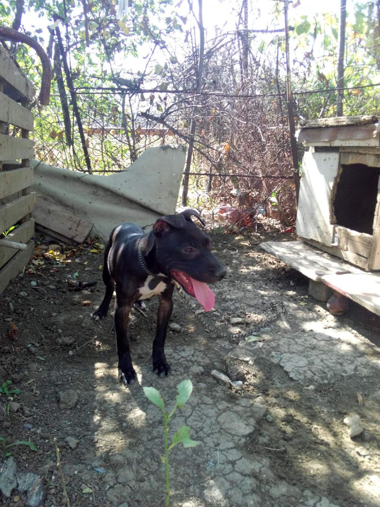 Photo of the dog