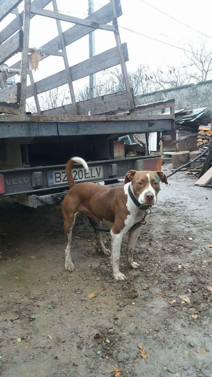 Photo of the dog
