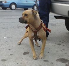 Photo of the dog