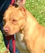 Photo of the dog