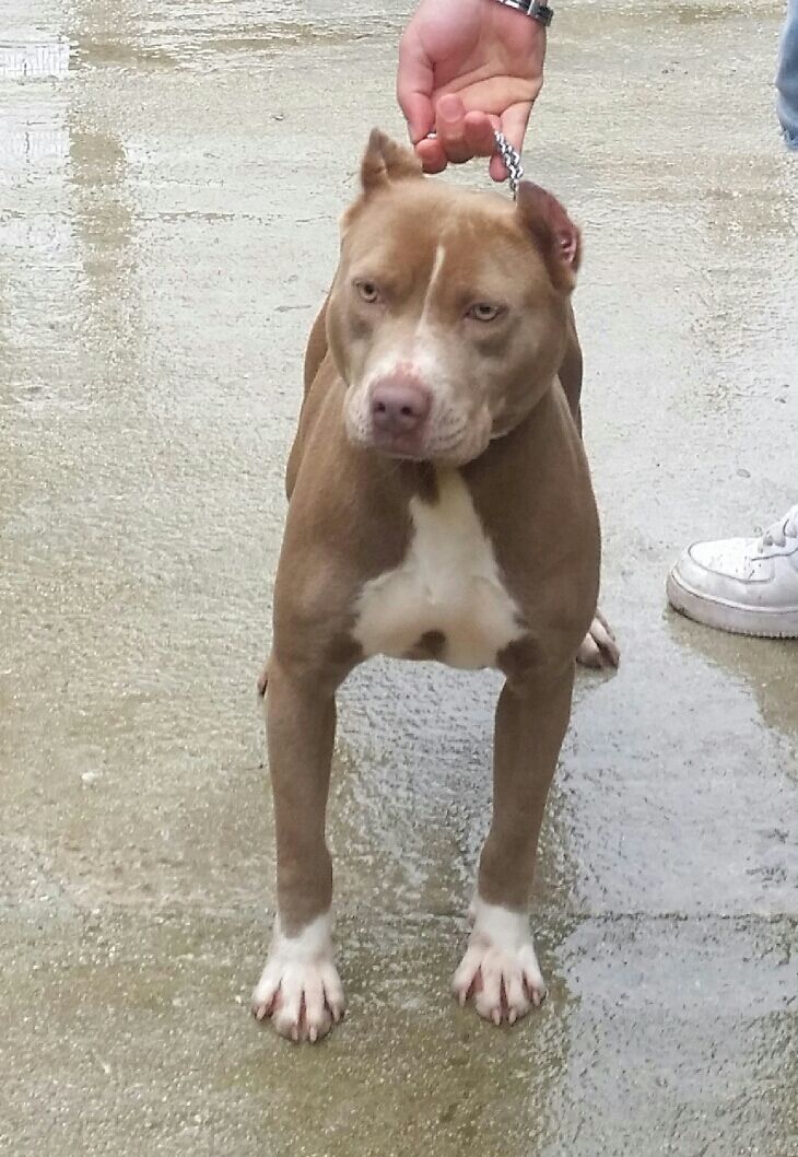 Photo of the dog