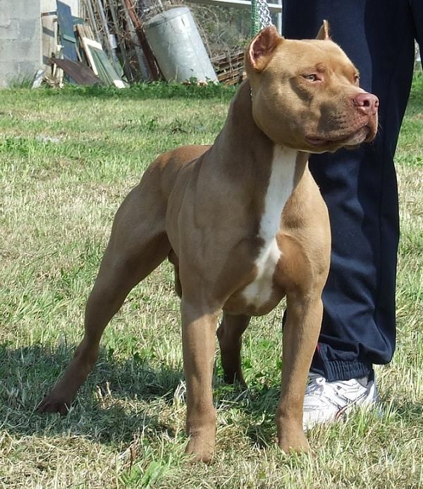 Photo of the dog