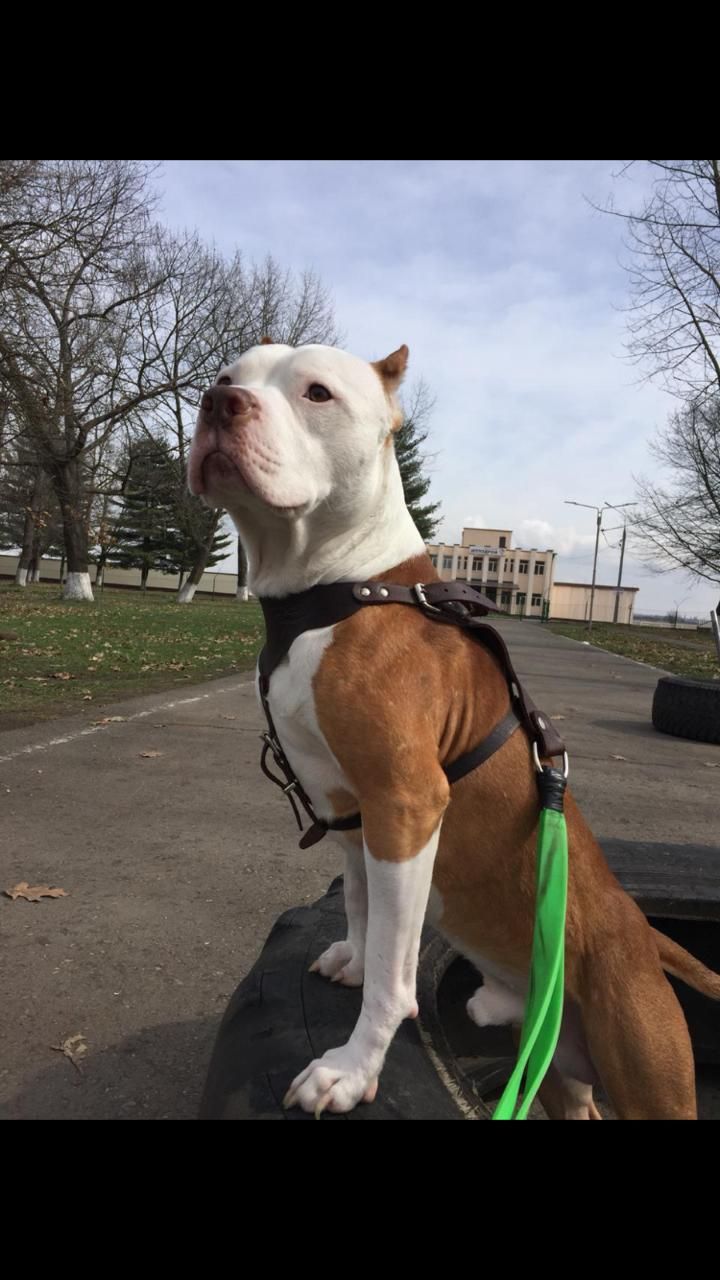 Photo of the dog