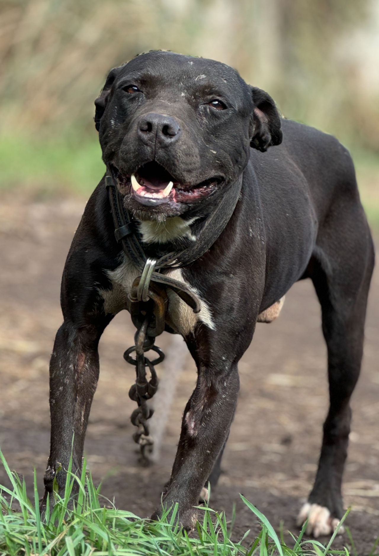Photo of the dog