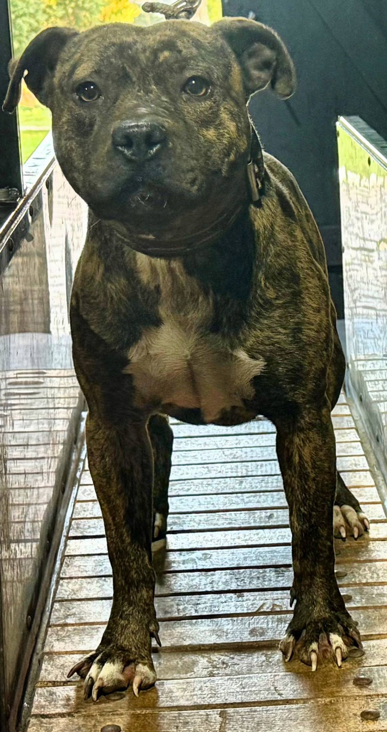 Photo of the dog