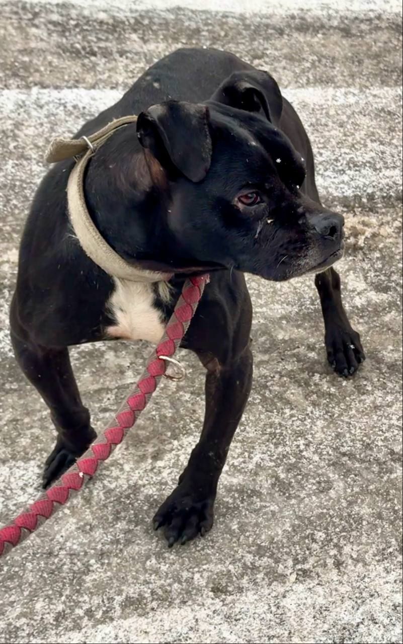 Photo of the dog