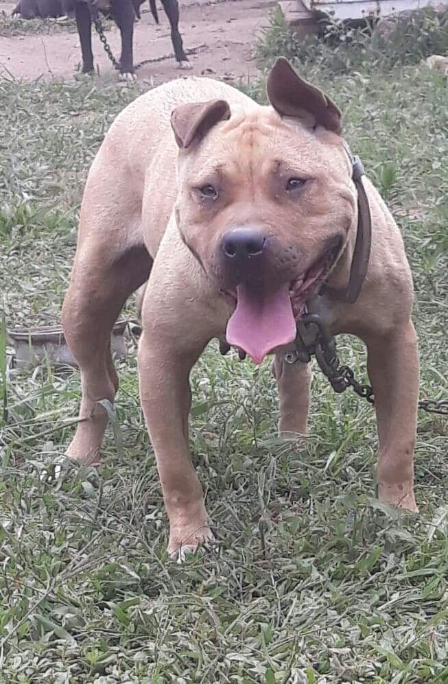 Photo of the dog