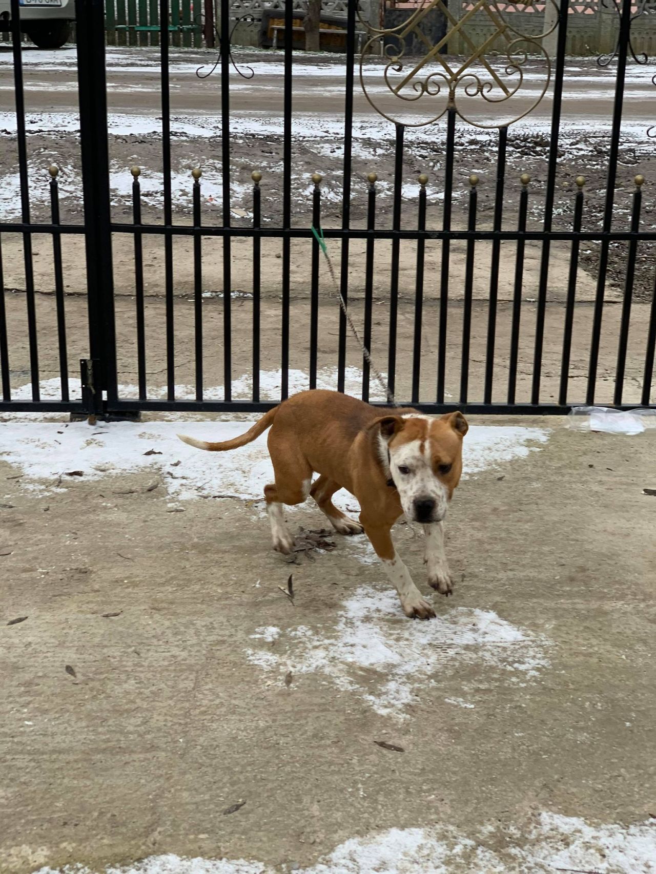 Photo of the dog