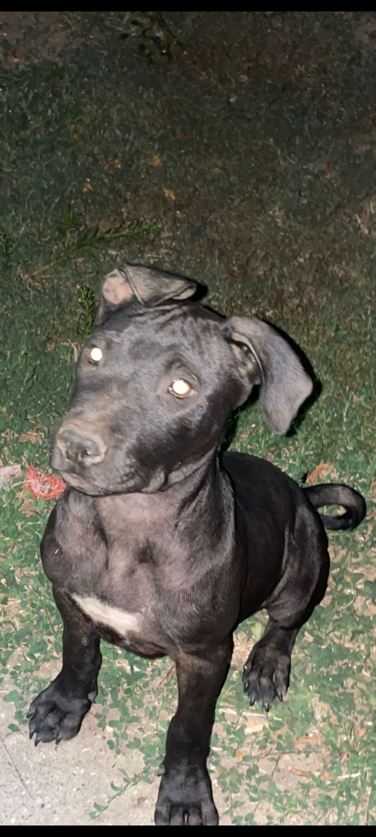 Photo of the dog